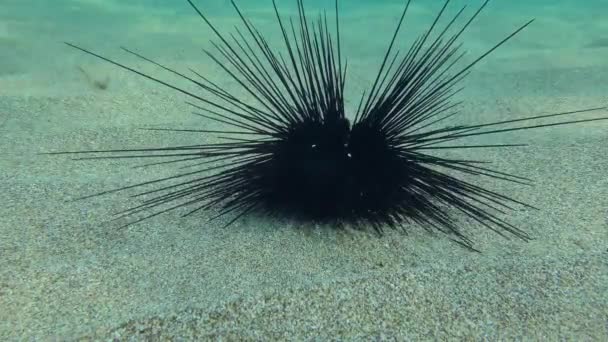 Long spined sea urchin on a sandy bottom. — Stock Video