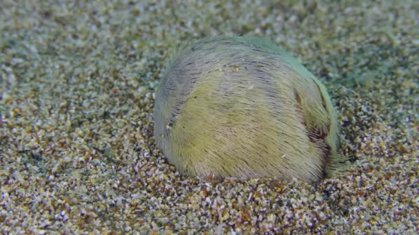 Corazón Urchin se entierra en el fondo del mar arenoso. — Vídeo de stock