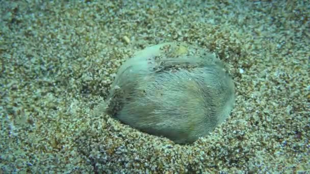Cœur commun oursin sur l'eau peu profonde sablonneuse ensoleillée. — Video