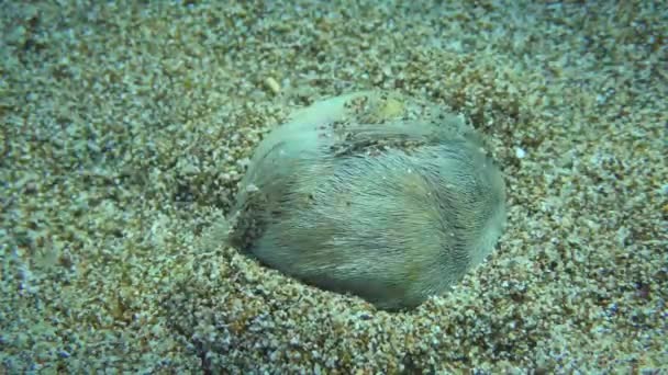 Common jantung landak di air dangkal berpasir cerah. — Stok Video