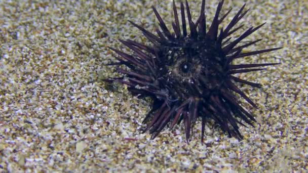 Mar Urchin no fundo do mar arenoso. — Vídeo de Stock