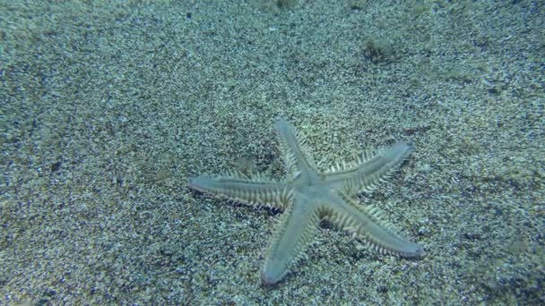 Estrela do mar arenoso em um fundo marinho arenoso. — Vídeo de Stock