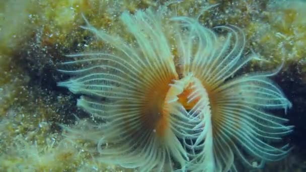 Slät tubmask sprida sina tentakler för att fånga plankton. — Stockvideo