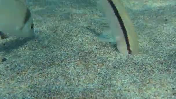 Cooperazione tra diverse specie ittiche. — Video Stock