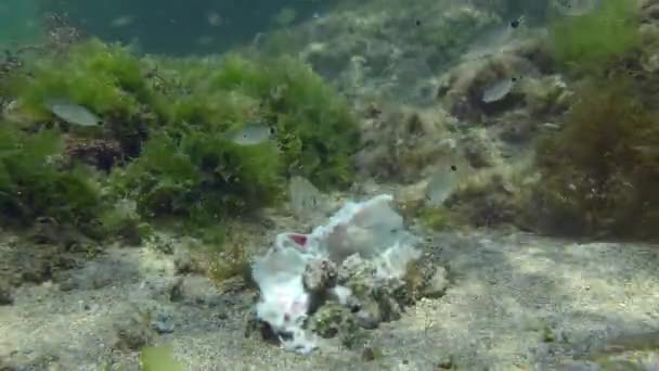 Стая морского поноса ест мертвую рыбу.. — стоковое видео