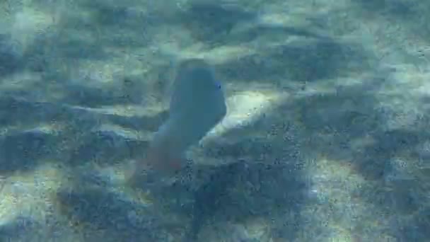 Kumlu deniz tabanında jilet balığı. — Stok video