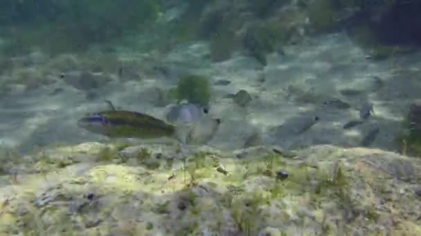 Un grand nombre de poissons différents au-dessus des fonds marins. — Video