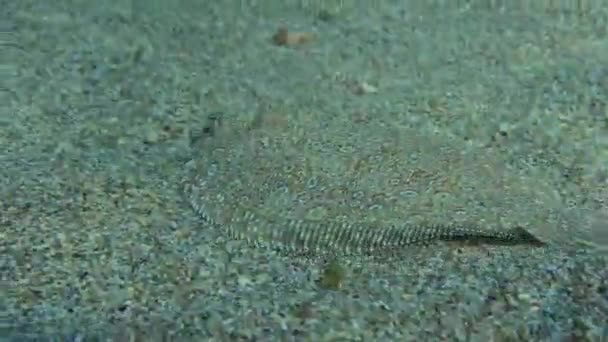 Wide eyed Flounder sul fondo sabbioso. — Video Stock