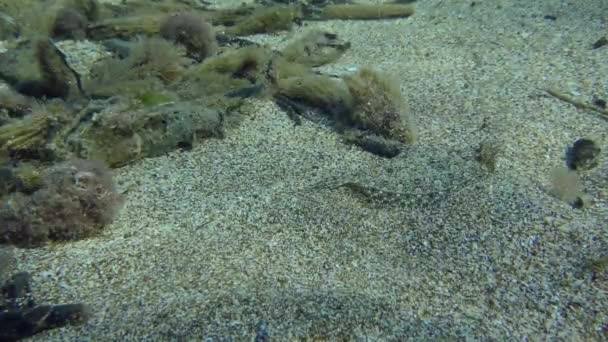 Széles szemű lepényhal a homokos fenéken. — Stock videók