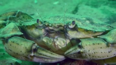 Kumlu deniz tabanında Avrupa kıyı yengeci.