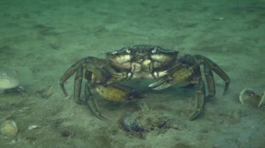 Yeşil yengeç ya da kumlu deniz tabanında kıyı yengeci.