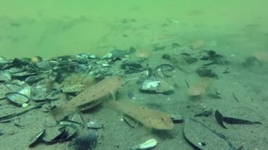 Çapa izinin sakinleri: Goby 'nin etrafından.