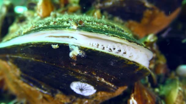 Albino mussla (Mytilus) filter havsvatten. — Stockvideo