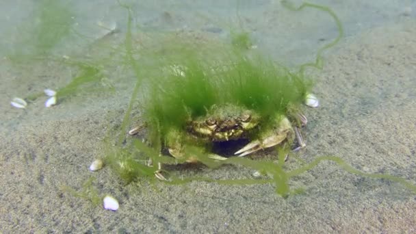 Stary pływający krab porośnięty zielonymi algami. — Wideo stockowe