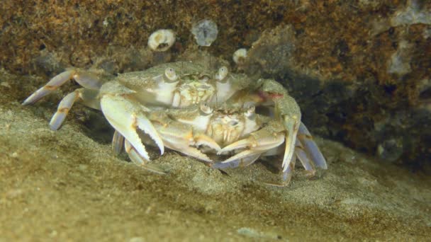 Nage de crabes volants reproducteurs : paire de crabes. — Video