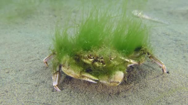 Antiguo cangrejo nadador volador cubierto de algas verdes. — Vídeos de Stock