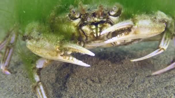 Caranguejo de natação coberto de algas verdes. — Vídeo de Stock