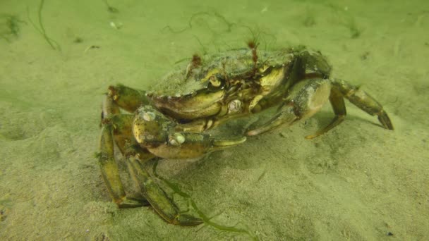 Crabe vert au fond de la mer. — Video