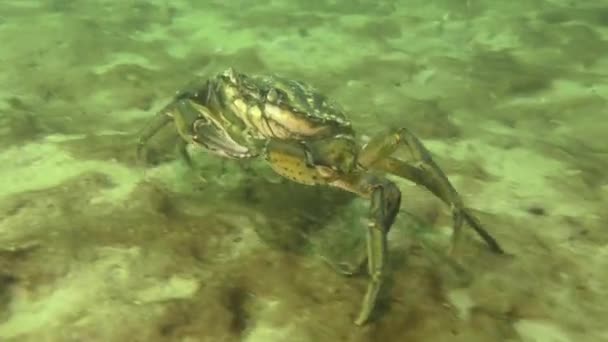 Kepiting hijau di dasar laut berpasir. — Stok Video