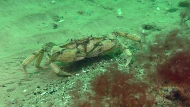 Europese groene krab op de zandbodem. — Stockvideo