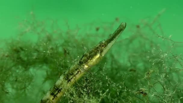 Pipa de rayas negras en un matorral de algas verdes. — Vídeo de stock