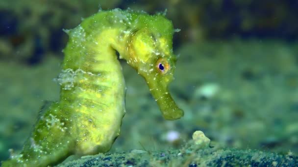 Long Snouted Seahorse in gorgeous emerald green on the seabed. — Stock Video