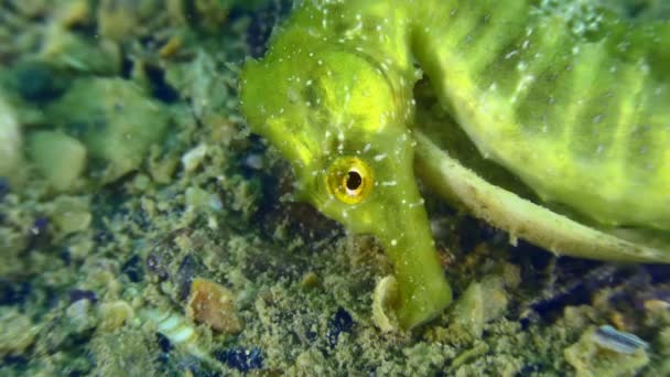 Un magnifique hippocampe de couleur émeraude sur les fonds marins. — Video