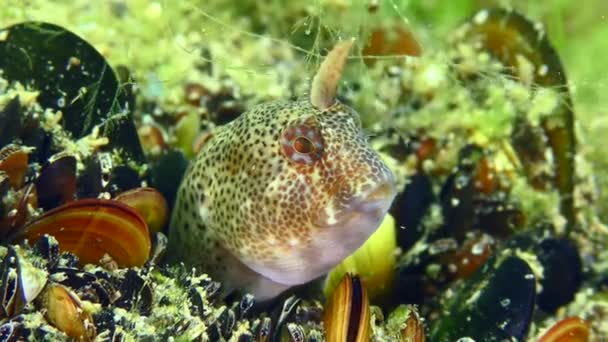 Blenny entrelazado contra el telón de fondo de un acuerdo mejillón. — Vídeos de Stock