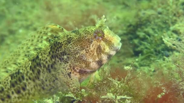 Tentacled blenny on the seabed. — Stock Video