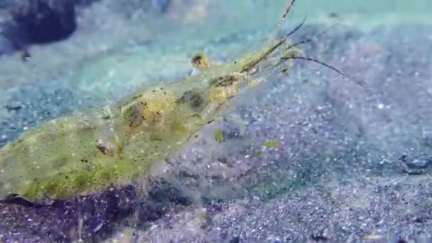 Inhabitants of the anchor trail: shrimp. — Stock Video