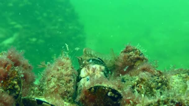 Csápos blenny egy kagylótelepülés hátterében. — Stock videók