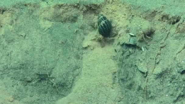 Habitantes del sendero del ancla: Pequeño cangrejo ermitaño. — Vídeos de Stock