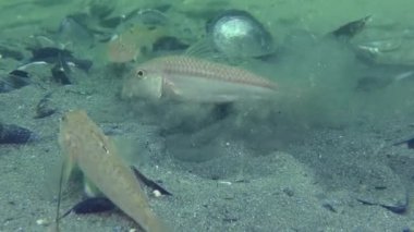 Çapa izinin sakinleri:.