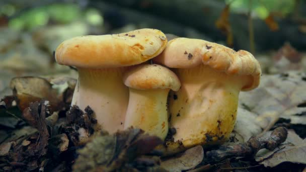 Ätlig svamp Chanterelle på bakgrunden av skogsmarken. — Stockvideo