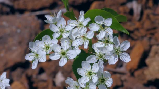 Bloemen van Midland meidoorn of Engels meidoorn. — Stockvideo