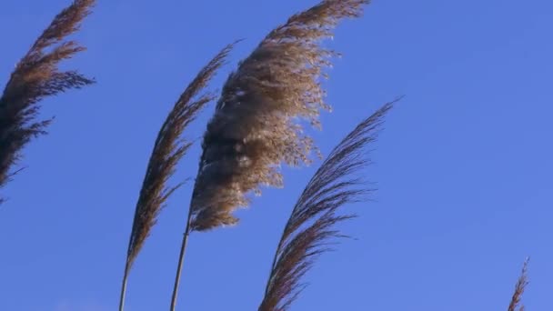 A racemes with mature seeds of Common reed. — Stock videók