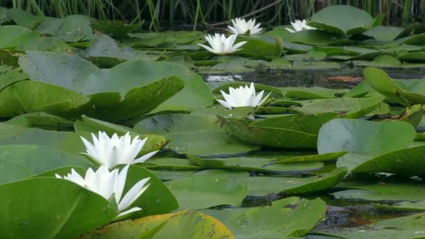 White Water-lily on the surface of the freshwater pond. — Stock video