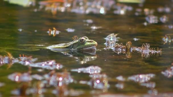 Pool frog on floating water plants. — Stock video