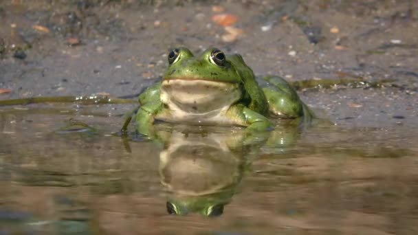 Marsh frog on a sandy shore in the splash zone. — стокове відео