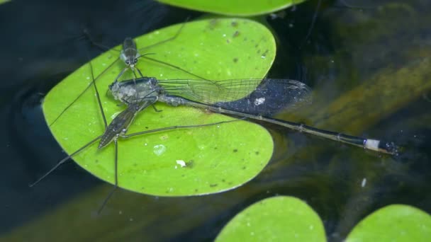 Deux patineuses d'étang mangent une libellule, gros plan. — Video