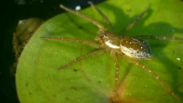 Duiken Bell Spider op een blad van een waterplant. — Stockvideo