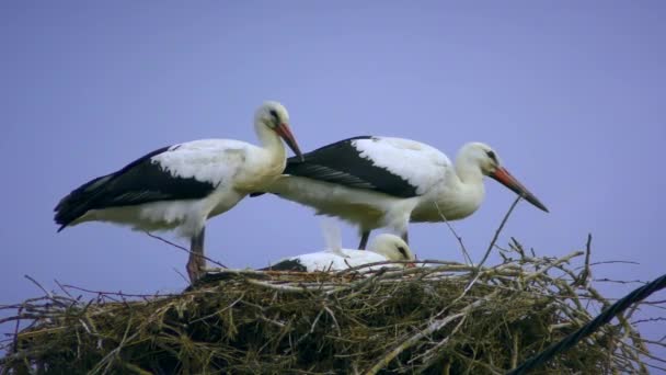 Some White Stork birds on the nest. — Vídeos de Stock