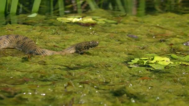 Water snake in coastal water. — Vídeo de stock