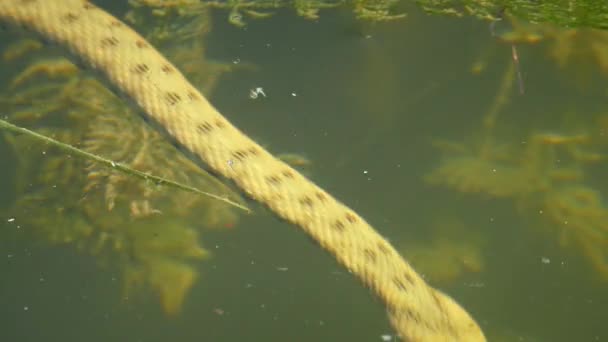 Dados Serpiente en el agua costera del río. — Vídeo de stock