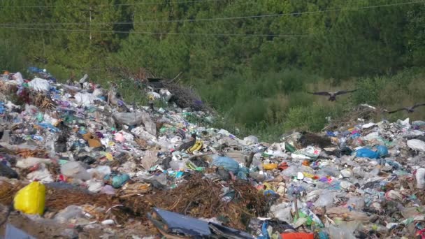 Stad Dump, vuilnisbelt, vuilnisbelt. — Stockvideo