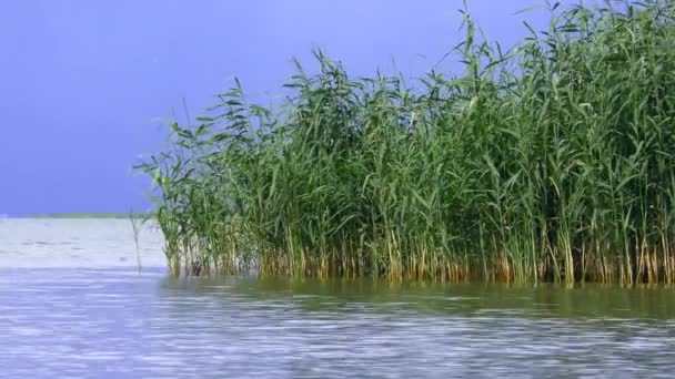 Delta rzeki: zarośla trzciny na wybrzeżu Morza Czarnego. — Wideo stockowe
