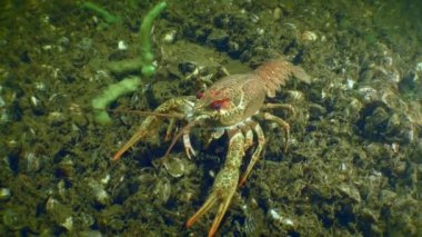 Avrupa kerevitleri çerçeveyi terk eder.