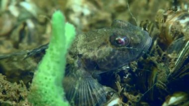 Nehir yatağında yarışçı ya da Goad Goby.