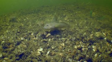 Nehrin dibindeki keçi boynuzu.