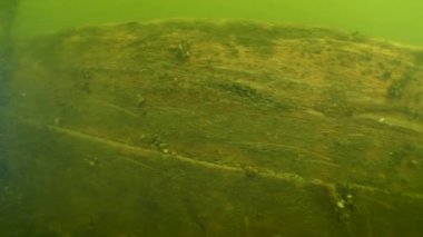 Dinyeper Nehri 'ndeki Kazakların antik ahşap gemisi hakkında arkeolojik araştırma..